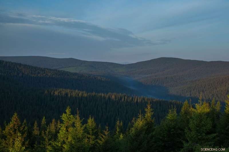 More Than 20,000 Hectares of Ukraine’s Oldest Forests to Be Declared Natural Monuments