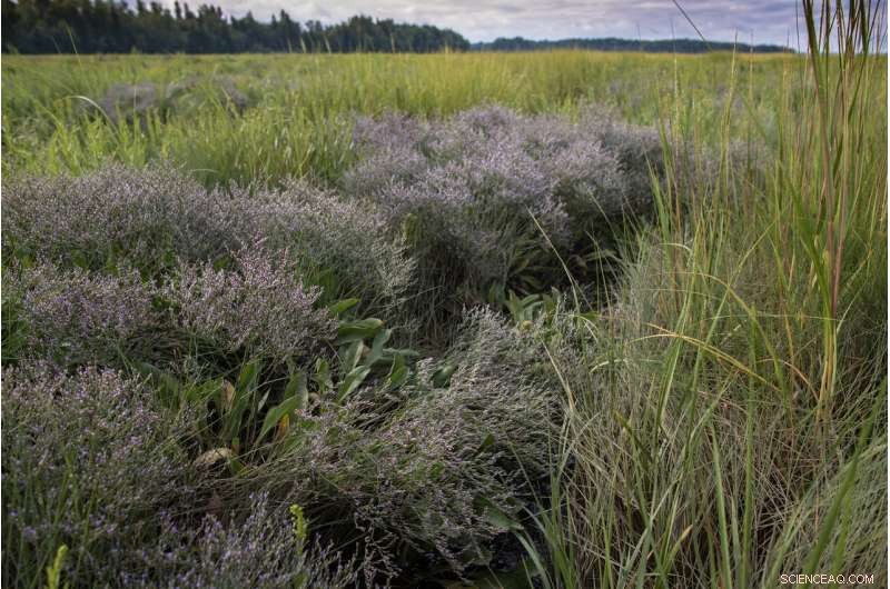 World Wetlands Day: Protecting Biodiversity & Combating Climate Change