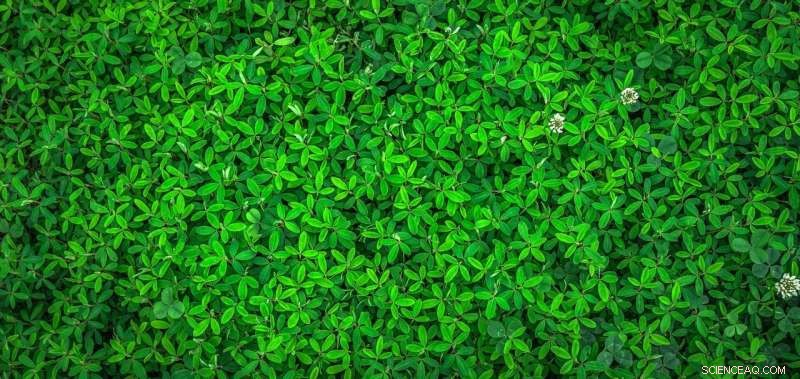 How Earth s Increasing Greenery Is Mitigating Global Warming