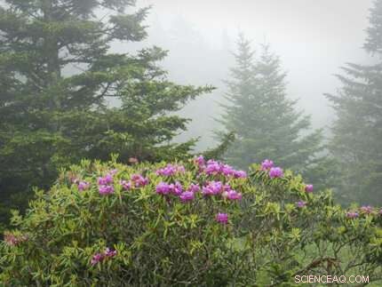 Restoring Forest Soils: Recovery from Acid Rain Impacts