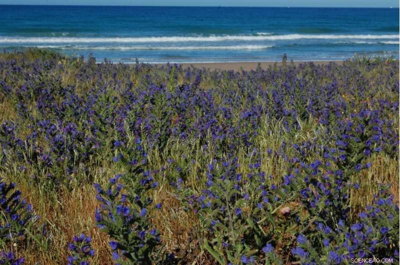Climate Change Threatens Coastal Plants, Weaken Natural Sea Defenses