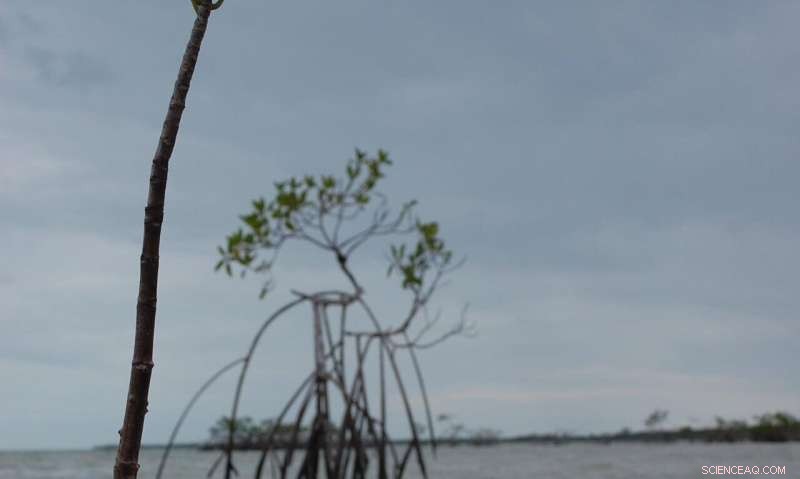 Climate Change Threatens Coastal Plants, Weaken Natural Sea Defenses