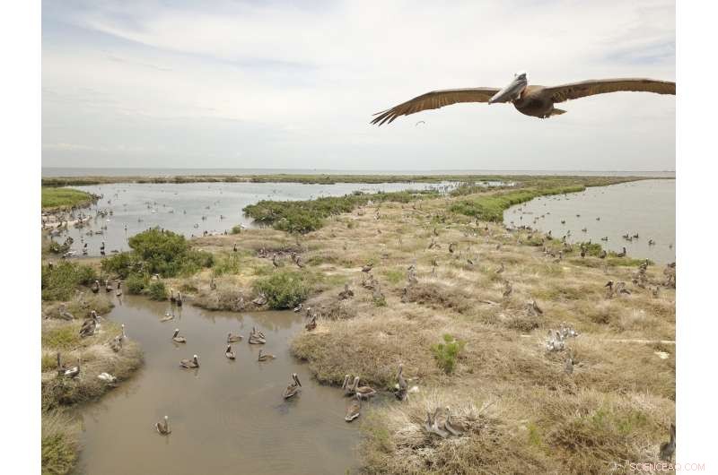 BP Oil Spill Funds Rebuild Eroded Pelican Island in Louisiana