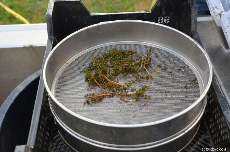 Study Reveals Microplastics Diminish Naididae Worms in Soil Sediments