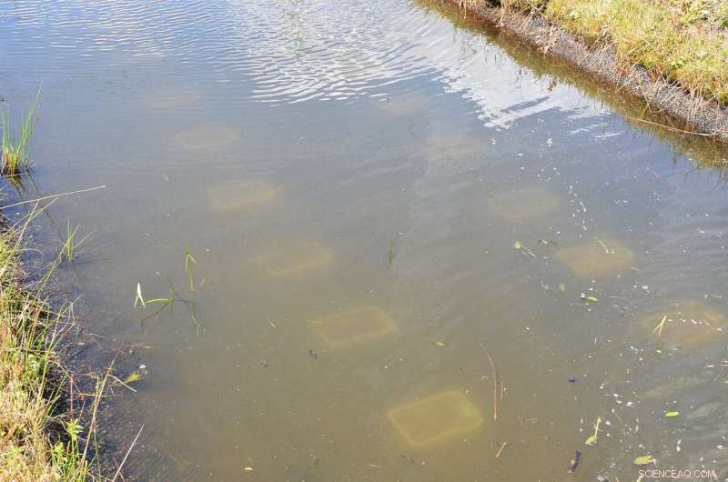 Study Reveals Microplastics Diminish Naididae Worms in Soil Sediments