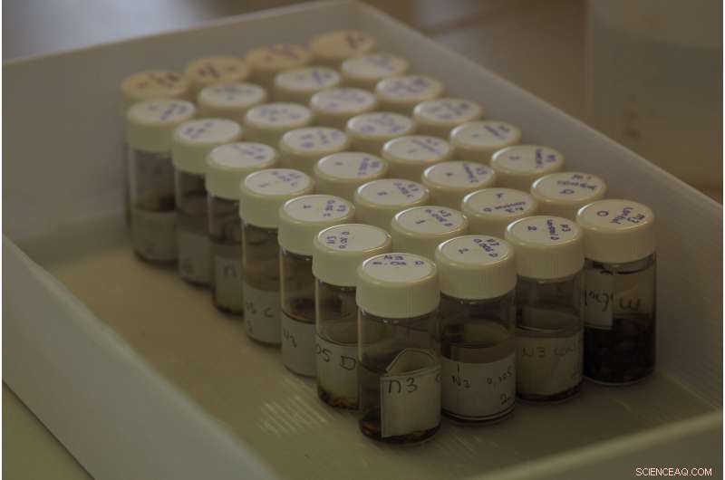 Study Reveals Microplastics Diminish Naididae Worms in Soil Sediments