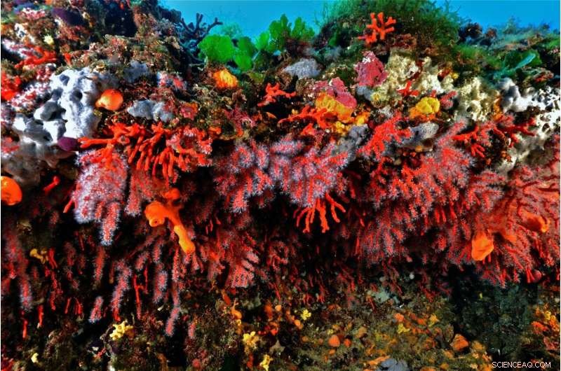 Red Coral Thrives in Mediterranean Marine Protected Areas