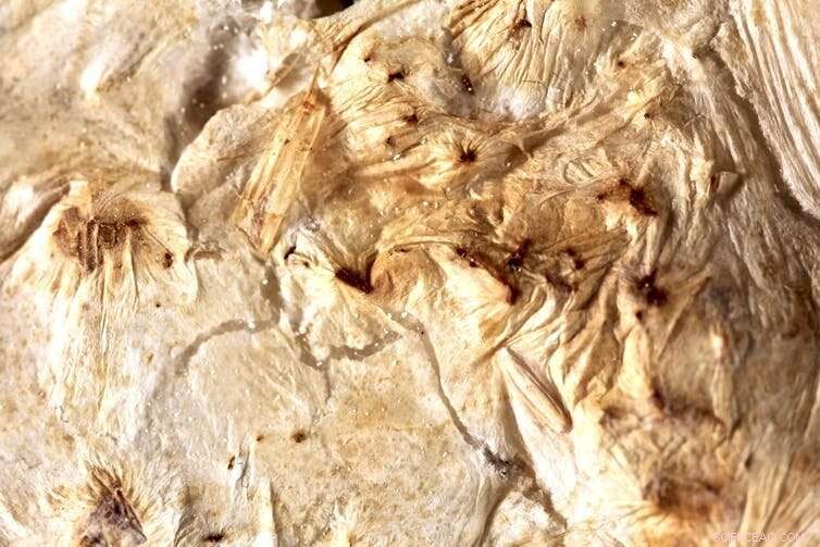 Harnessing Fungi to Build a Greener Construction Industry