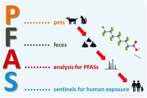 How Pets Contribute to PFAS Environmental Spread Through Fecal Excretion