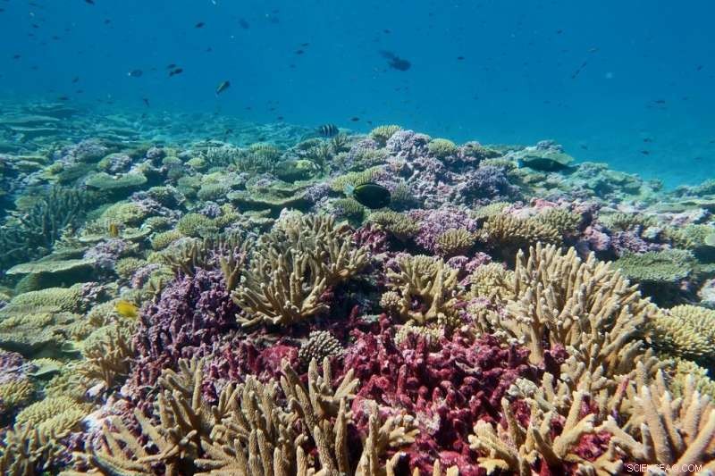 Nuclear War‑Induced Global Cooling Threatens Ocean Ecosystems