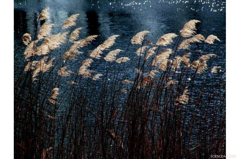 High Levels of Microplastics Detected in Orkney Seagrass Beds