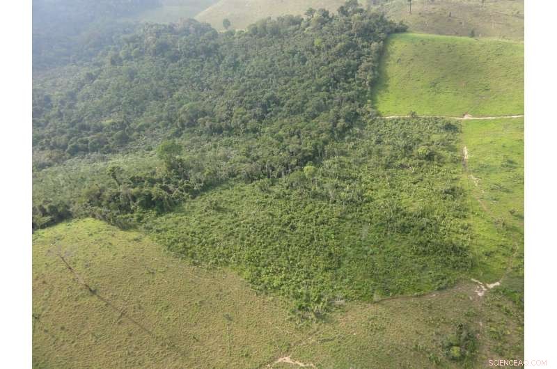 Secondary Forests Act as Vital Buffers Protecting Amazon s Old-Growth Primary Forests