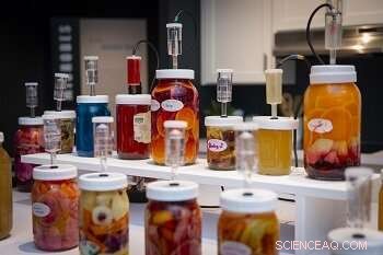Discover the Fermentophone: A Sustainable, Edible Musical Instrument Crafted from Fermented Fruits