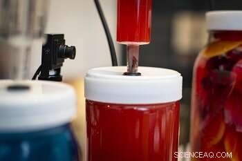 Discover the Fermentophone: A Sustainable, Edible Musical Instrument Crafted from Fermented Fruits