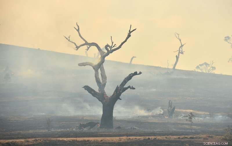 Rainfall Quells Australia’s Unprecedented Bushfire Crisis