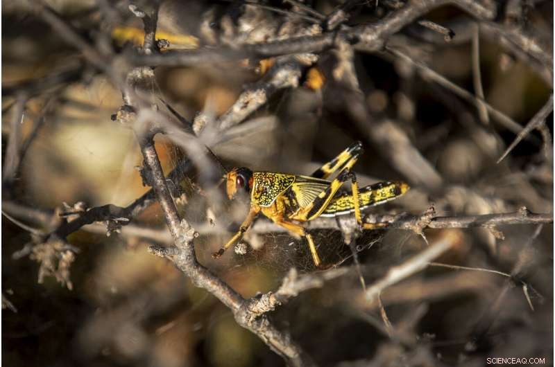 Desert Locusts Build Strength in Somalia: Monitoring the Rising Threat