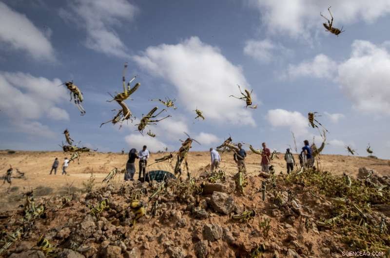 Desert Locusts Build Strength in Somalia: Monitoring the Rising Threat