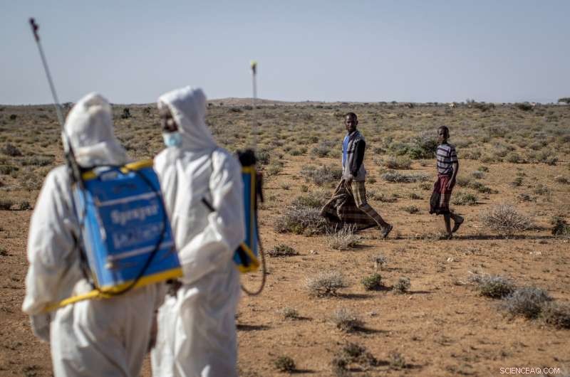 Desert Locusts Build Strength in Somalia: Monitoring the Rising Threat