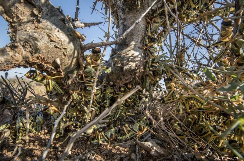 Desert Locusts Build Strength in Somalia: Monitoring the Rising Threat