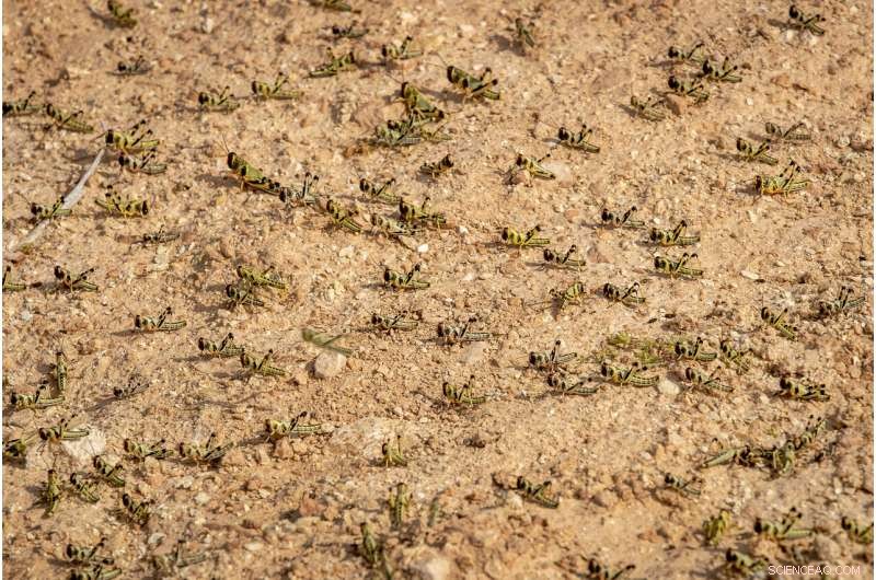 Desert Locusts Build Strength in Somalia: Monitoring the Rising Threat