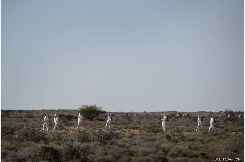 Desert Locusts Build Strength in Somalia: Monitoring the Rising Threat