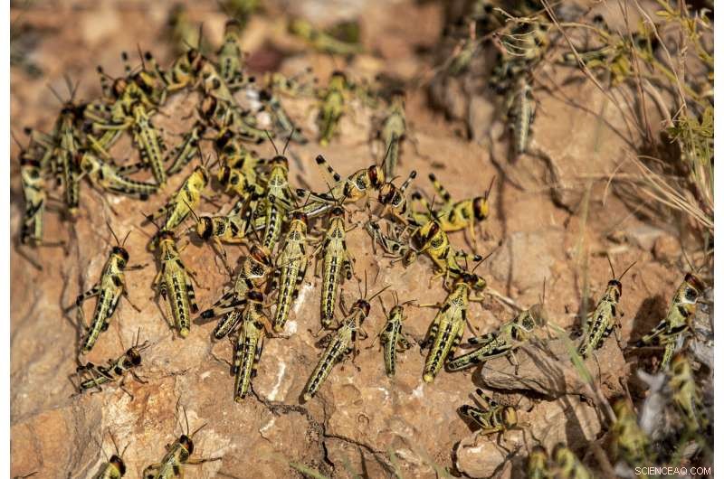 Desert Locusts Build Strength in Somalia: Monitoring the Rising Threat