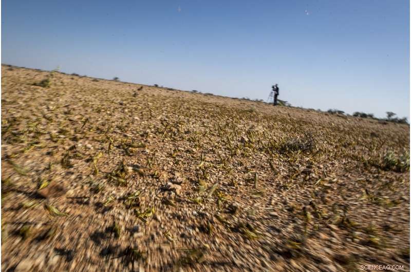 Desert Locusts Build Strength in Somalia: Monitoring the Rising Threat