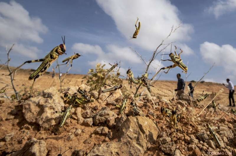 Desert Locusts Build Strength in Somalia: Monitoring the Rising Threat