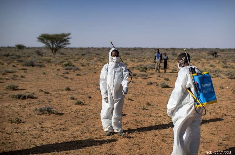 Desert Locusts Build Strength in Somalia: Monitoring the Rising Threat