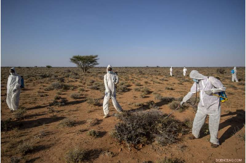 Desert Locusts Build Strength in Somalia: Monitoring the Rising Threat