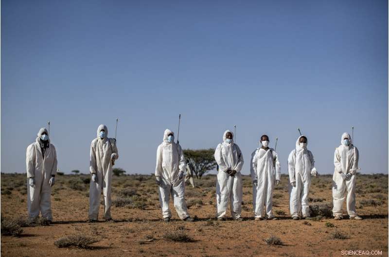 Desert Locusts Build Strength in Somalia: Monitoring the Rising Threat