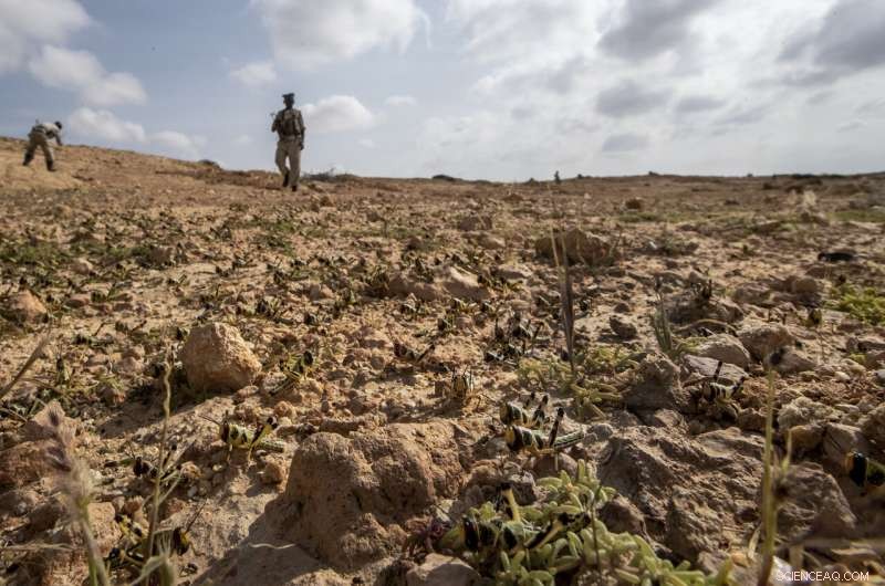 Desert Locusts Build Strength in Somalia: Monitoring the Rising Threat