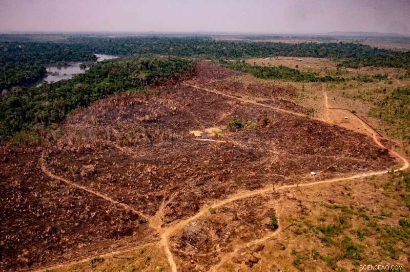 January Amazon Deforestation Surges to Record Levels