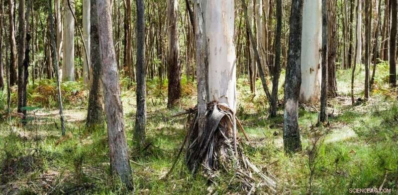 Higher CO₂ Levels Boost Plant Growth, Yet Climate Change Remains a Critical Threat