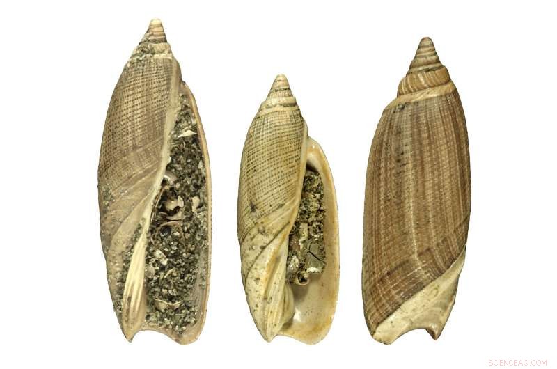 Gulf Coast Mollusks Withstood Climate Shifts Through the Eocene