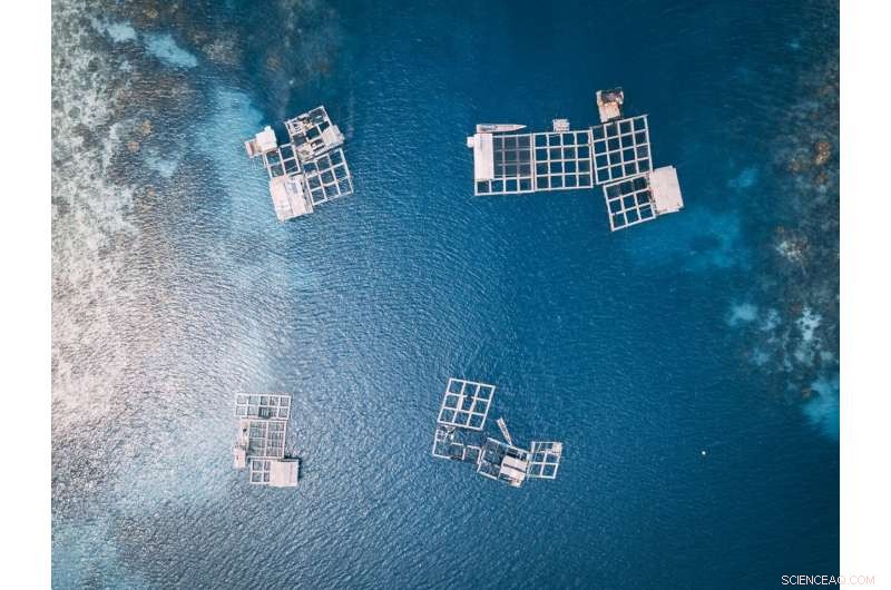 Study Shows Climate Change Severely Threatens Tropical and Sub-tropical Ocean Fish Farms