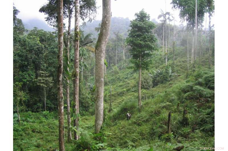 How Nitrogen‑Fixing Trees Accelerate Tropical Forest Growth and Boost Carbon Storage