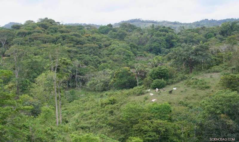 How Nitrogen‑Fixing Trees Accelerate Tropical Forest Growth and Boost Carbon Storage