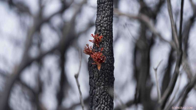 Environment Ranks Among Top Concerns for 50% of Australian Voters, ANU Poll Finds