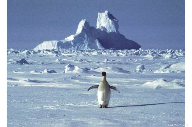 UN Warns: Antarctic Heat Record Verification Will Take Months