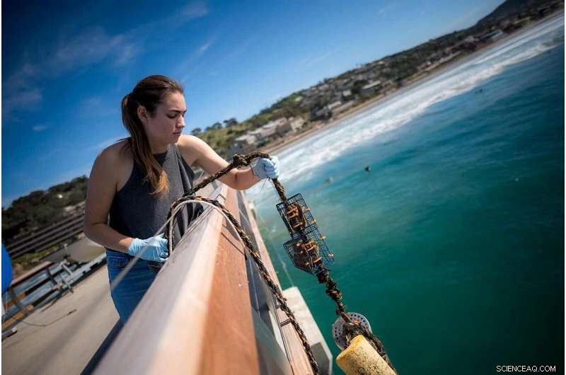 Microplastics: A Growing Global Threat