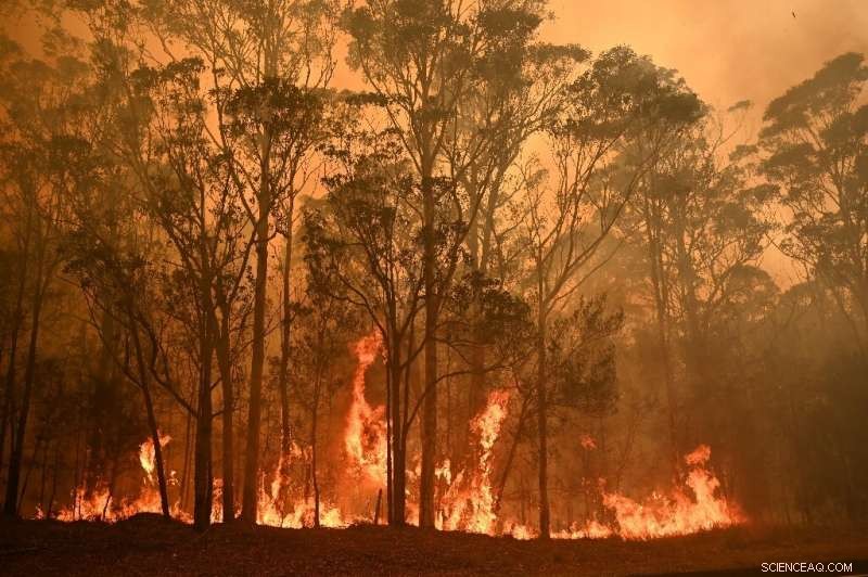 Survey Reveals 75% of Australians Impacted by Recent Bushfire Crisis