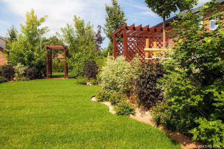 5 Proven Ways Trees Combat Climate Change and Safeguard Our Future