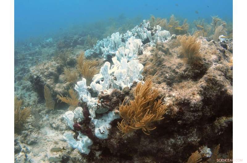 Rising Heat & Acidic Seas Threaten Coral Reefs, Study Warns of 2100 Extinction