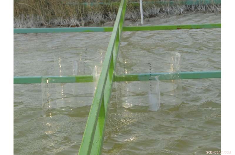 Understanding Life s Rules: From Pond Ecosystems to the Beyond