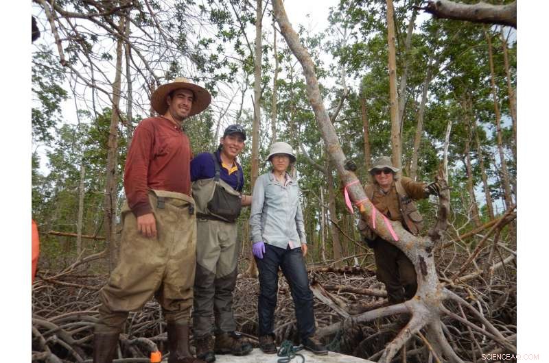 How Hurricanes Sculpt the Everglades  Coastal Landscape: New Research Findings