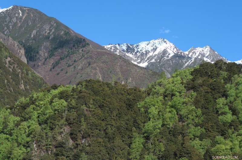 Early Spring Greening Signals Rising Temperatures