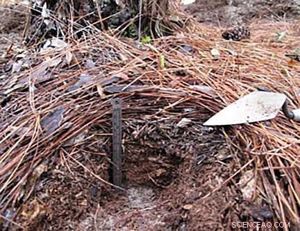 Avoid Tree Damage: Factor Forest Duff into Controlled Burning Strategies