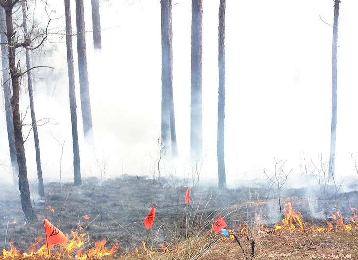 Avoid Tree Damage: Factor Forest Duff into Controlled Burning Strategies