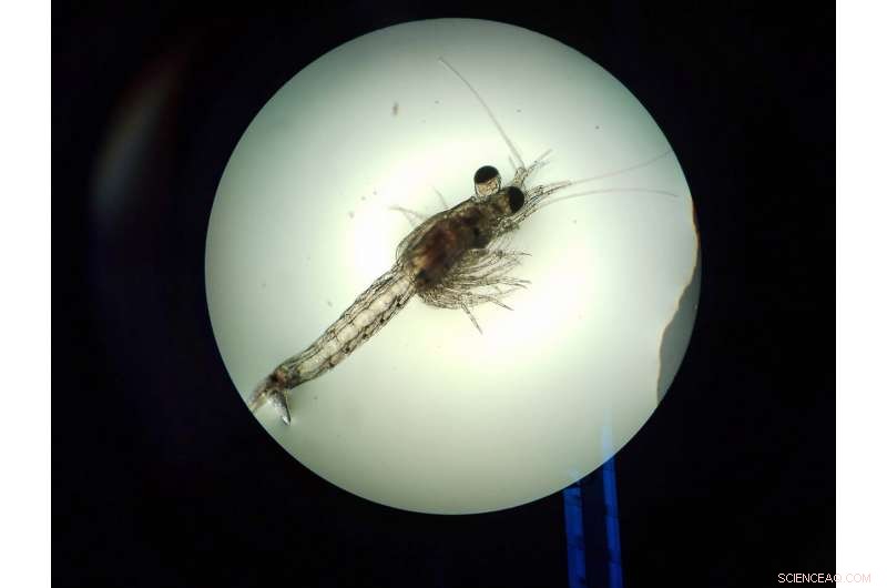 Global Researchers Convene to Assess Microplastic Pollution Risks